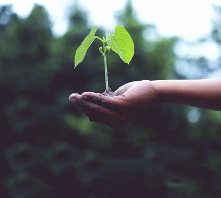 藍冠注冊植樹節談環保 | 藝術圈中那些綠色的“樹”